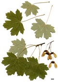SpeciesSub: subsp. hyrcanum
